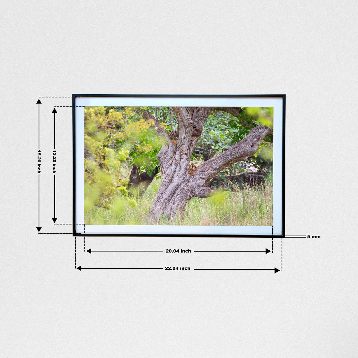 Perched high for the perfect jungle vantage point -  Photograph Print with Frame