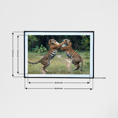 Tussle time, when the jungle becomes a playground -  Photograph Print with Frame