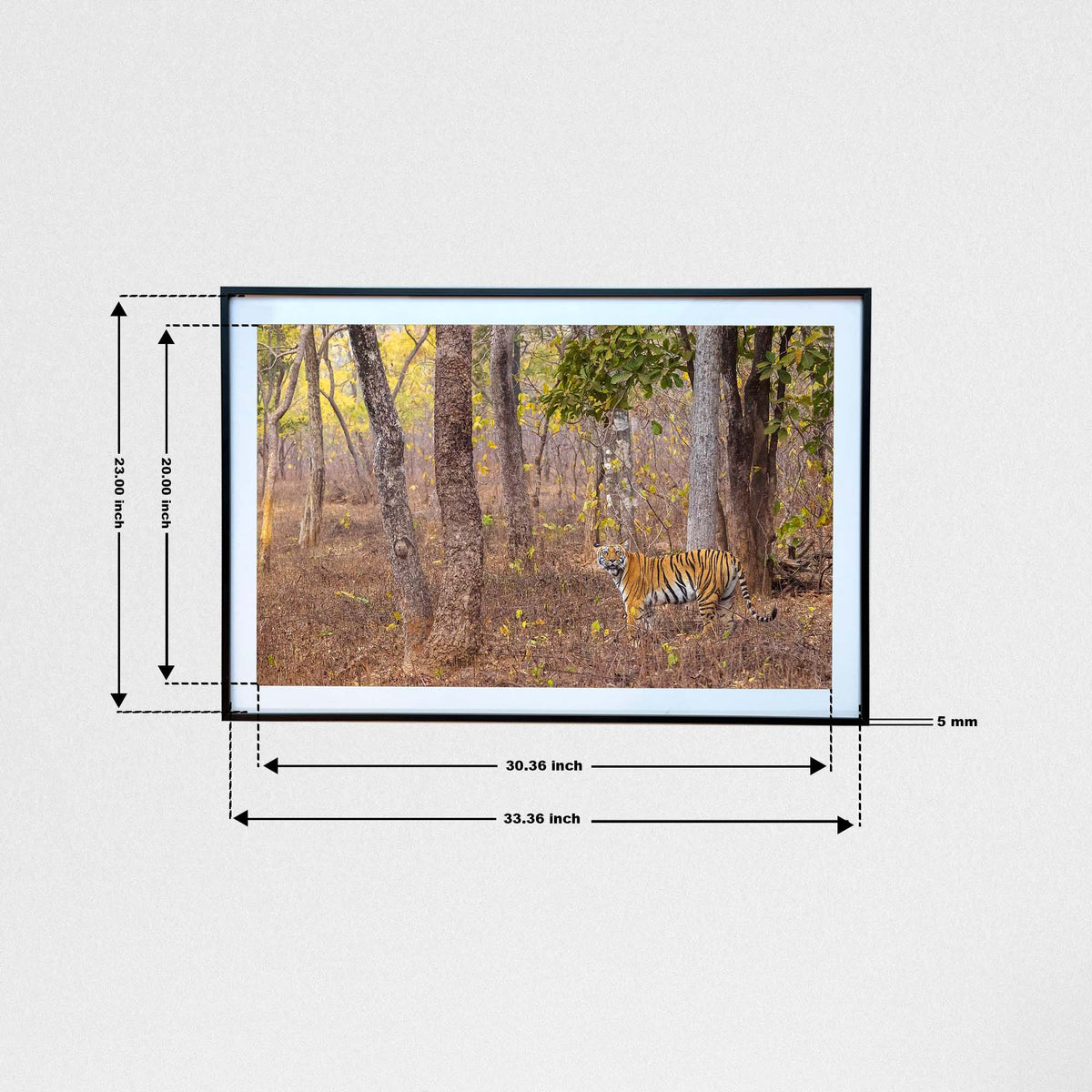 As hope sprouts anew, the tiger walks on -  Photograph Print with Frame