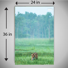 Enchanting Tiger in Grass - A wildlife inspired high quality printed wall decorative poster