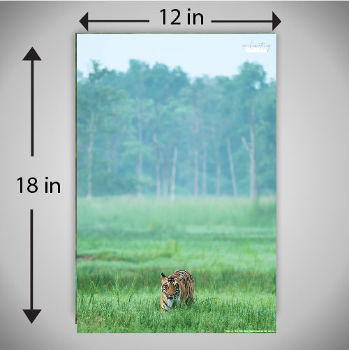 Enchanting Tiger in Grass - A wildlife inspired high quality printed wall decorative poster