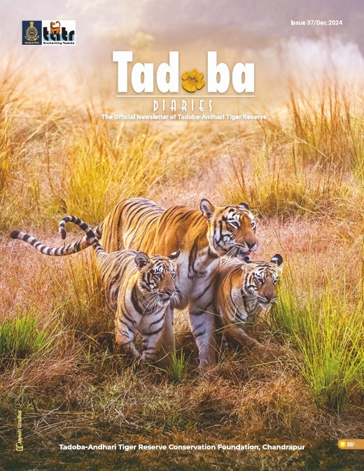 Tadoba Diaries - December 2024 (Digital only)