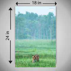 Enchanting Tiger in Grass - A wildlife inspired high quality printed wall decorative poster