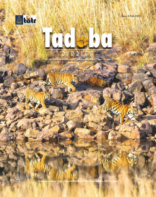 Tadoba Diaries - February 2022 (Digital only)