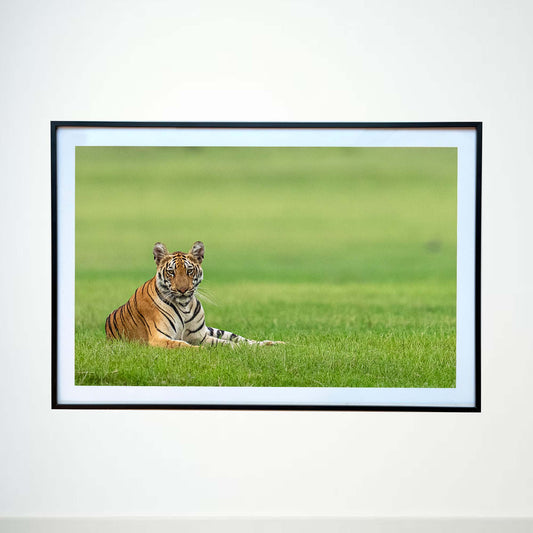 The King in his emerald kingdom -  Photograph Print with Frame