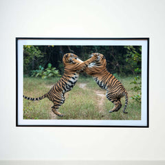 Tussle time, when the jungle becomes a playground -  Photograph Print with Frame