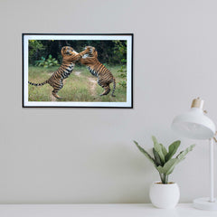 Tussle time, when the jungle becomes a playground -  Photograph Print with Frame