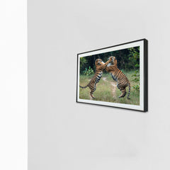 Tussle time, when the jungle becomes a playground -  Photograph Print with Frame