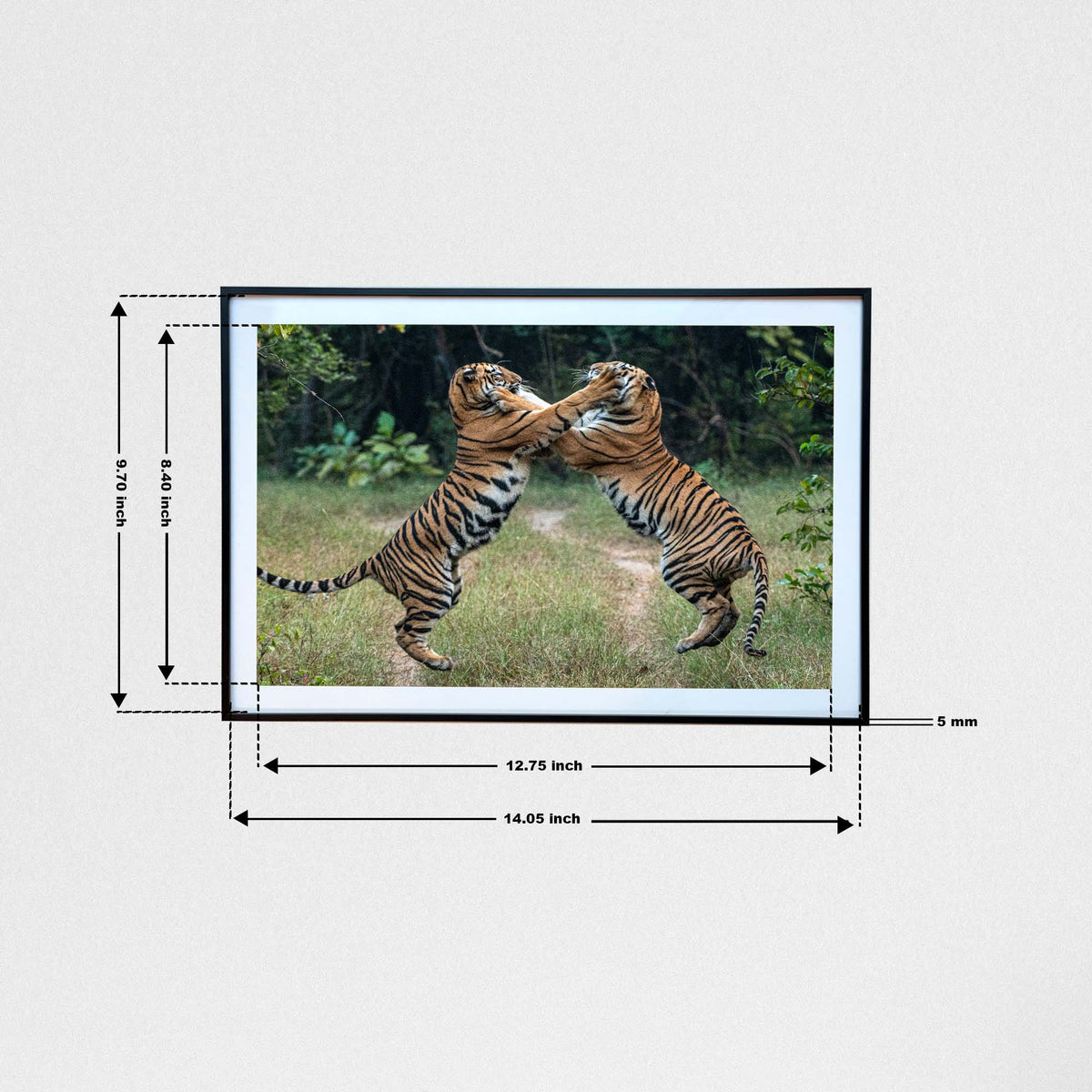 Tussle time, when the jungle becomes a playground -  Photograph Print with Frame