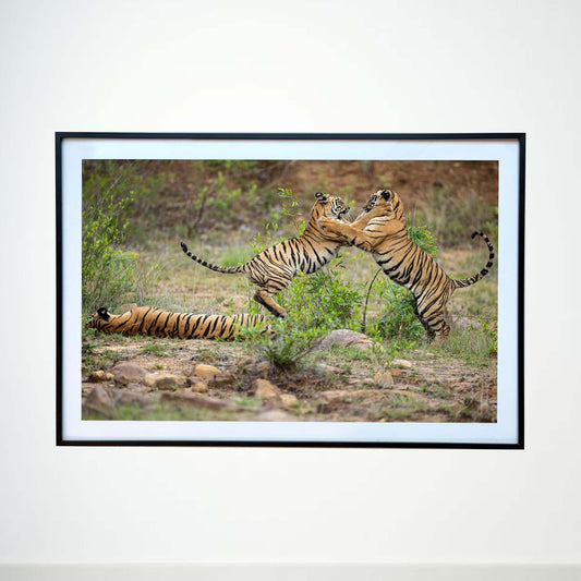 Playtime for some, slumber time for some -  Photograph Print with Frame