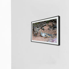 What do you want?  It's my nap time -  Photograph Print with Frame