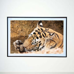 Paw-sitively enjoying some me-time -  Photograph Print with Frame