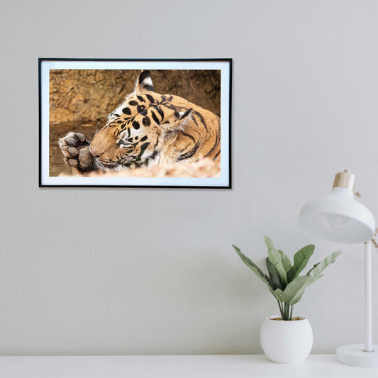 Paw-sitively enjoying some me-time -  Photograph Print with Frame