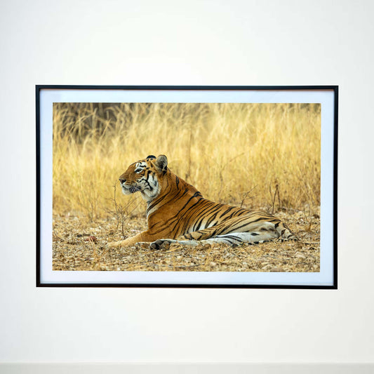 Regal repose  -  Photograph Print with Frame