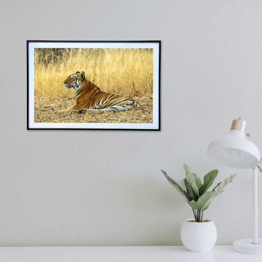 Regal repose  -  Photograph Print with Frame