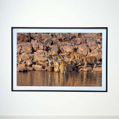 At the lake's edge, soaking in the sun -  Photograph Print with Frame