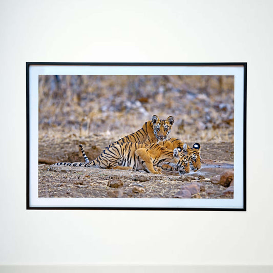 Hurrah, caught his attention -  Photograph Print with Frame