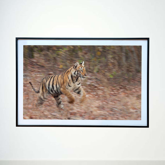 Tiny paws, big dreams and boundless energy -  Photograph Print with Frame