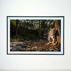 A stride through the wild heart of the forest -  Photograph Print with Frame