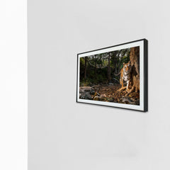 A stride through the wild heart of the forest -  Photograph Print with Frame