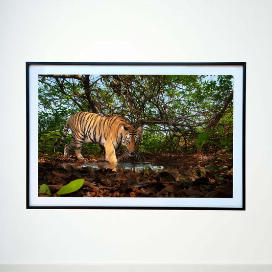 Sharp, strong and stealthy - Presenting the King of the Jungle -  Photograph Print with Frame