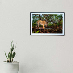 Sharp, strong and stealthy - Presenting the King of the Jungle -  Photograph Print with Frame