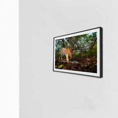 Sharp, strong and stealthy - Presenting the King of the Jungle -  Photograph Print with Frame