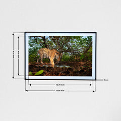 Sharp, strong and stealthy - Presenting the King of the Jungle -  Photograph Print with Frame