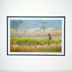 Nature's tapestry, truly worthy of the King -  Photograph Print with Frame