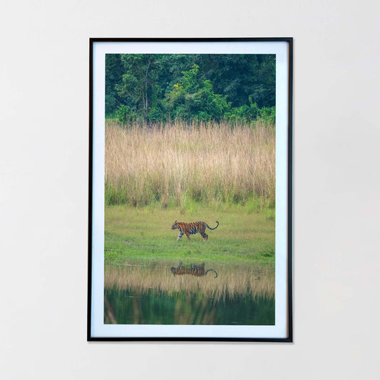 A majestic stroll by the lake, where tall grasses meet tranquil waters  -  Photograph Print with Frame