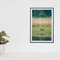 A majestic stroll by the lake, where tall grasses meet tranquil waters  -  Photograph Print with Frame