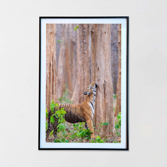 That's what I call a satisfying neck scratch -  Photograph Print with Frame