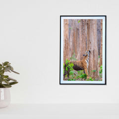 That's what I call a satisfying neck scratch -  Photograph Print with Frame