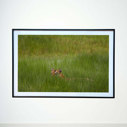 A fleeting glimpse of power among the grass -  Photograph Print with Frame