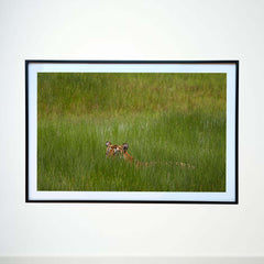 A fleeting glimpse of power among the grass -  Photograph Print with Frame