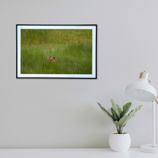 A fleeting glimpse of power among the grass -  Photograph Print with Frame