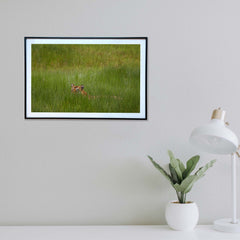 A fleeting glimpse of power among the grass -  Photograph Print with Frame