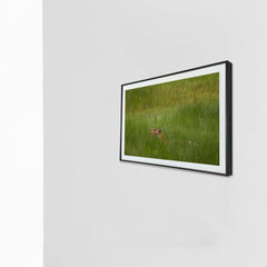 A fleeting glimpse of power among the grass -  Photograph Print with Frame