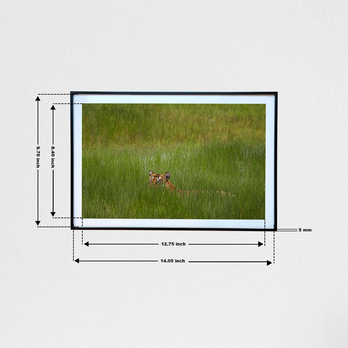 A fleeting glimpse of power among the grass -  Photograph Print with Frame