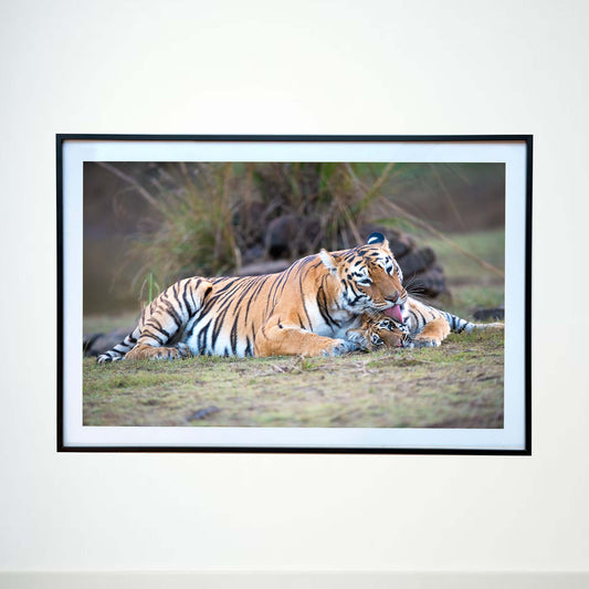 A loving lick, a bond unbreakable -  Photograph Print with Frame