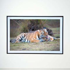 A loving lick, a bond unbreakable -  Photograph Print with Frame