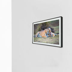 A loving lick, a bond unbreakable -  Photograph Print with Frame