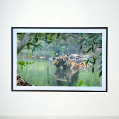 Calm on the surface, vigilant beneath -  Photograph Print with Frame