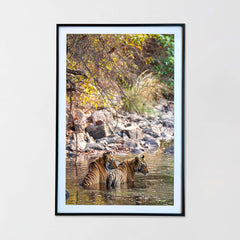 A tranquil tandem, cooling off together -  Photograph Print with Frame