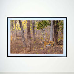 As hope sprouts anew, the tiger walks on -  Photograph Print with Frame