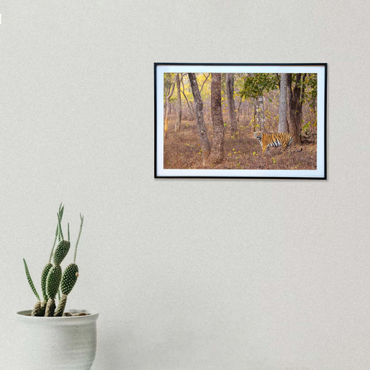 As hope sprouts anew, the tiger walks on -  Photograph Print with Frame