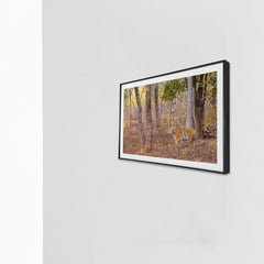 As hope sprouts anew, the tiger walks on -  Photograph Print with Frame