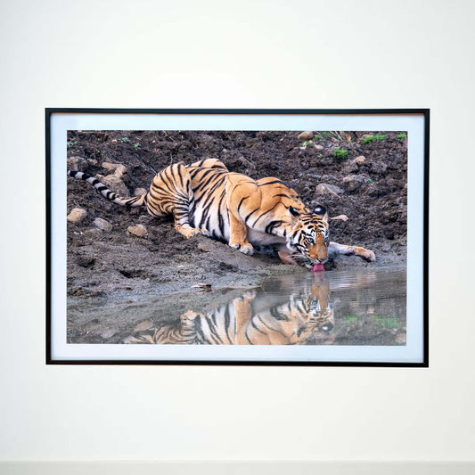 Muddy edges make no difference to the raw majesty, beauty and grace -  Photograph Print with Frame