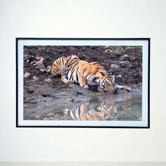 Muddy edges make no difference to the raw majesty, beauty and grace -  Photograph Print with Frame