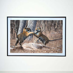 Prey, power plays and patience -  Photograph Print with Frame